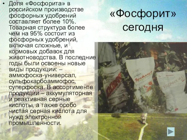 «Фосфорит» сегодня Доля «Фосфорита» в российском производстве фосфорных удобрений составляет