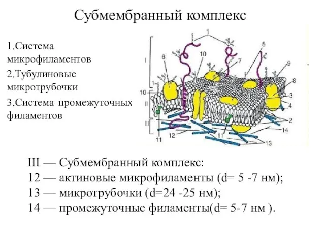 Субмембранный комплекс 1.Система микрофиламентов 2.Тубулиновые микротрубочки 3.Система промежуточных филаментов III — Субмембранный комплекс: