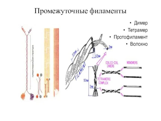 Промежуточные филаменты