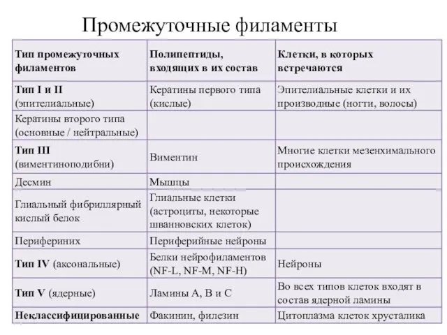 Промежуточные филаменты