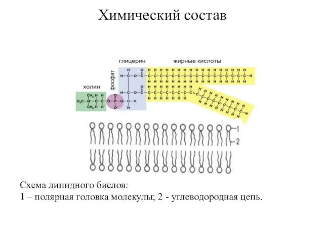 Химический состав Схема липидного бислоя: 1 – полярная головка молекулы; 2 - углеводородная цепь.