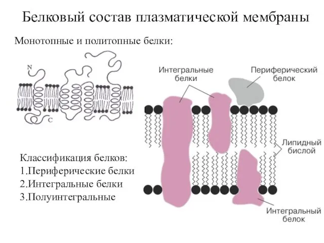 Белковый состав плазматической мембраны Монотопные и политопные белки: Классификация белков: 1.Периферические белки 2.Интегральные белки 3.Полуинтегральные