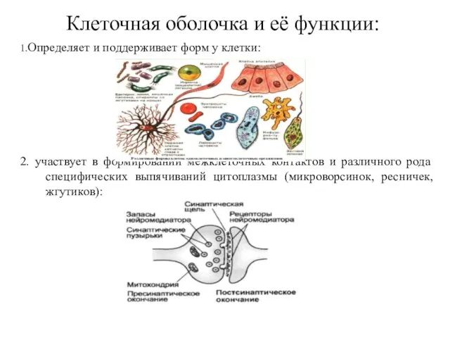 Клеточная оболочка и её функции: 1.Определяет и поддерживает форм у