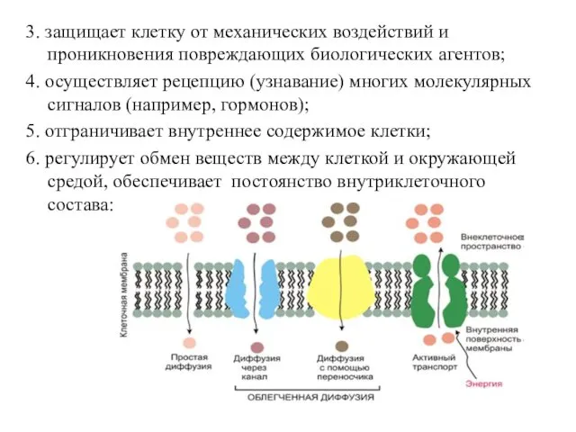 3. защищает клетку от механических воздействий и проникновения повреждающих биологических агентов; 4. осуществляет