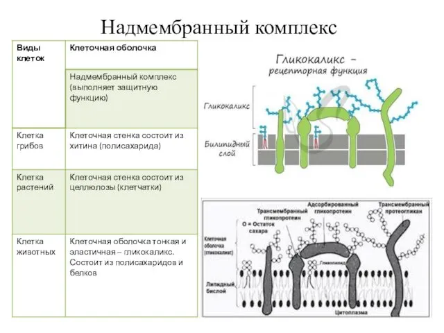 Надмембранный комплекс