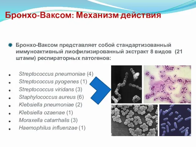 Бронхо-Ваксом представляет собой стандартизованный иммуноактивный лиофилизированный экстракт 8 видов (21