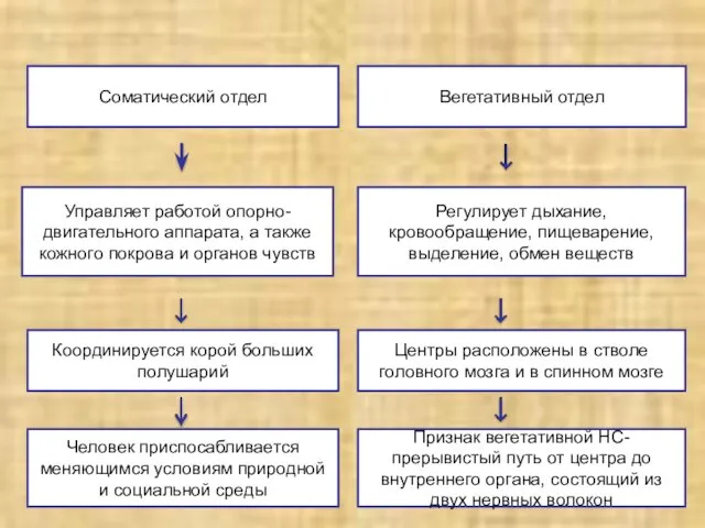 Соматический отдел Вегетативный отдел Управляет работой опорно-двигательного аппарата, а также