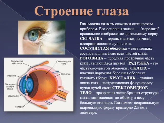 Строение глаза Глаз можно назвать сложным оптическим прибором. Его основная