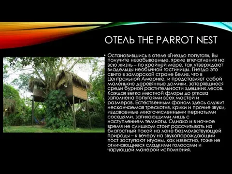 ОТЕЛЬ THE PARROT NEST Остановившись в отеле «Гнездо попугая», Вы