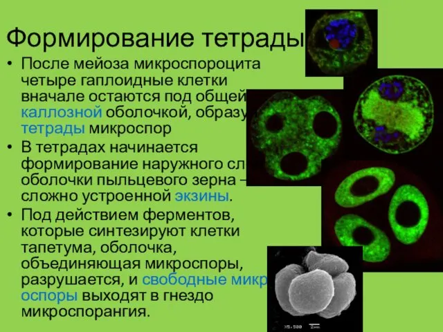 Формирование тетрады После мейоза микроспороцита четыре гаплоидные клетки вначале остаются