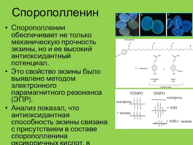 Спорополленин Спорополленин обеспечивает не только механическую прочность экзины, но и