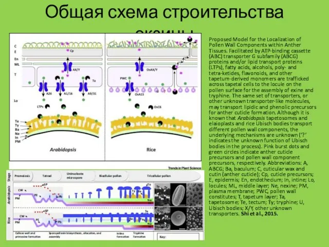 Общая схема строительства экзины Proposed Model for the Localization of