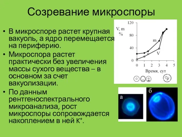 Созревание микроспоры В микроспоре растет крупная вакуоль, а ядро перемещается