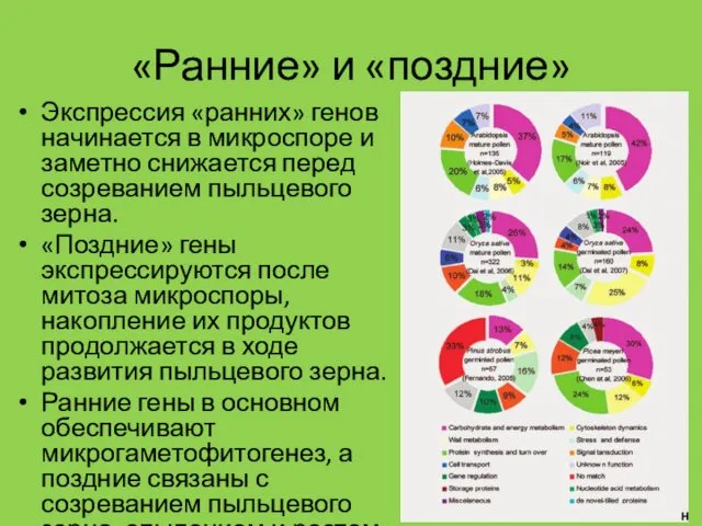 «Ранние» и «поздние» Экспрессия «ранних» генов начинается в микроспоре и