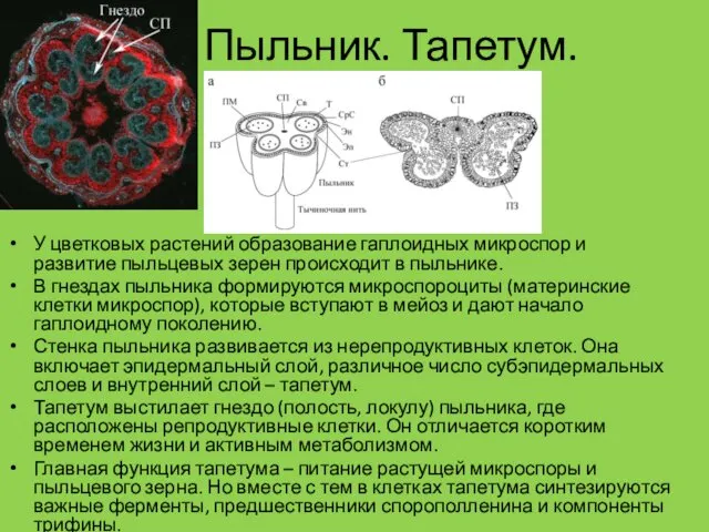 Пыльник. Тапетум. У цветковых растений образование гаплоидных микроспор и развитие