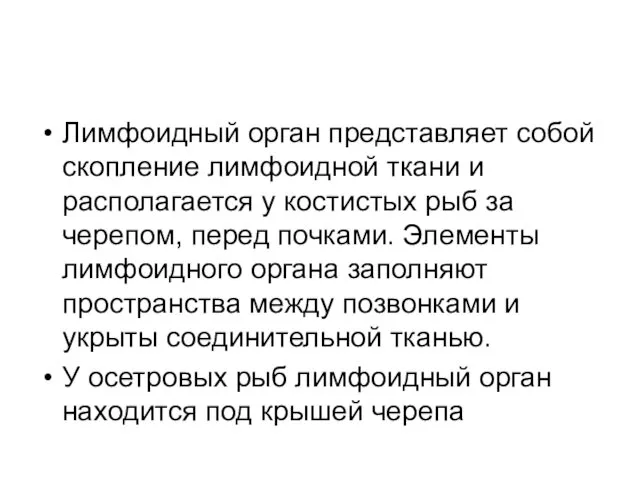 Лимфоидный орган представляет собой скопление лимфоидной ткани и располагается у