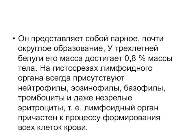 Он представляет собой парное, почти округлое образование, У трехлетней белуги