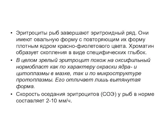 Эритроциты рыб завершают эритроидный ряд. Они имеют овальную форму с