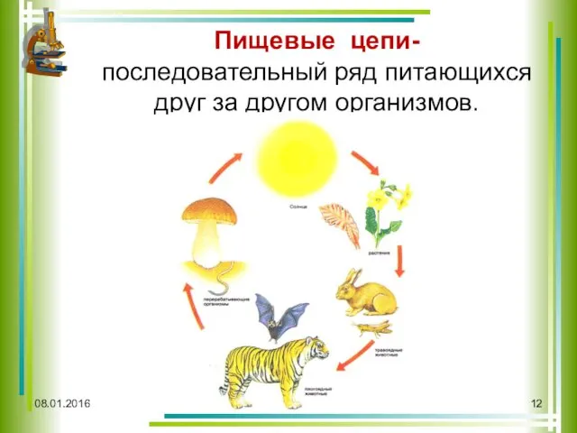 08.01.2016 Пищевые цепи- последовательный ряд питающихся друг за другом организмов.