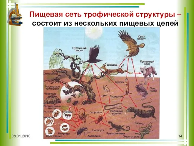 08.01.2016 Пищевая сеть трофической структуры – состоит из нескольких пищевых цепей