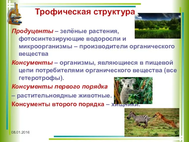 08.01.2016 Трофическая структура Продуценты – зелёные растения, фотосинтезирующие водоросли и