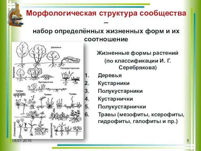 Морфологическая структура сообщества – набор определённых жизненных форм и их