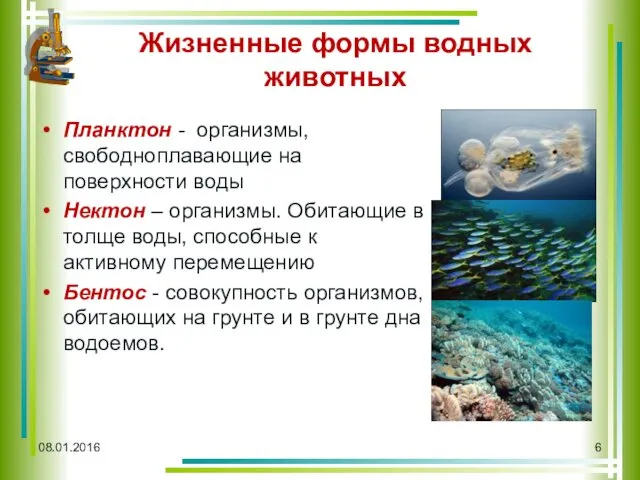 Жизненные формы водных животных Планктон - организмы, свободноплавающие на поверхности