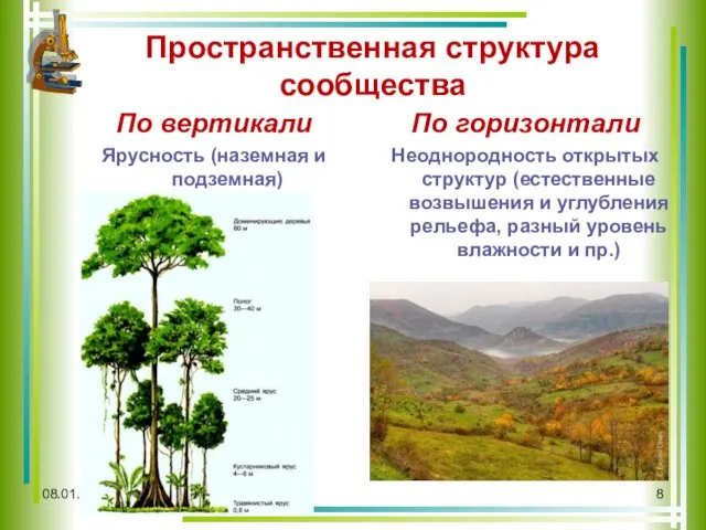 Пространственная структура сообщества По вертикали Ярусность (наземная и подземная) По