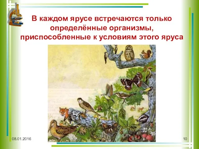 В каждом ярусе встречаются только определённые организмы, приспособленные к условиям этого яруса 08.01.2016