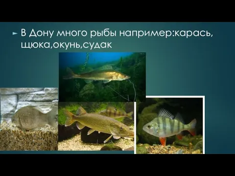 В Дону много рыбы например:карась,щюка,окунь,судак