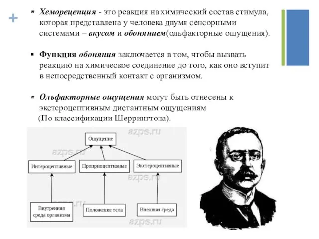 Хеморецепция - это реакция на химический состав стимула, которая представлена