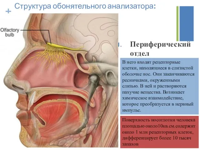 Структура обонятельного анализатора: Периферический отдел В него входят рецепторные клетки,