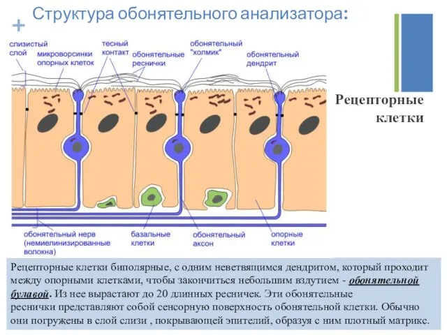 Структура обонятельного анализатора: Рецепторные клетки биполярные, с одним неветвящимся дендритом,