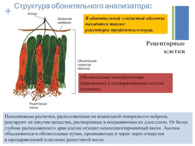 Структура обонятельного анализатора: Неподвижные реснички, расположенные на апикальной поверхности нейрона,