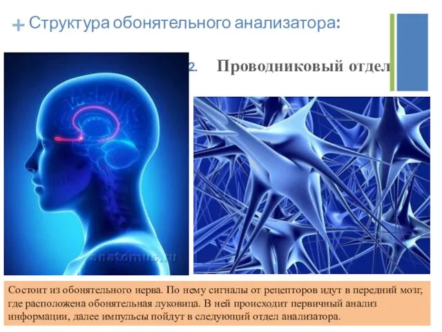 Проводниковый отдел Cостоит из обонятельного нерва. По нему сигналы от