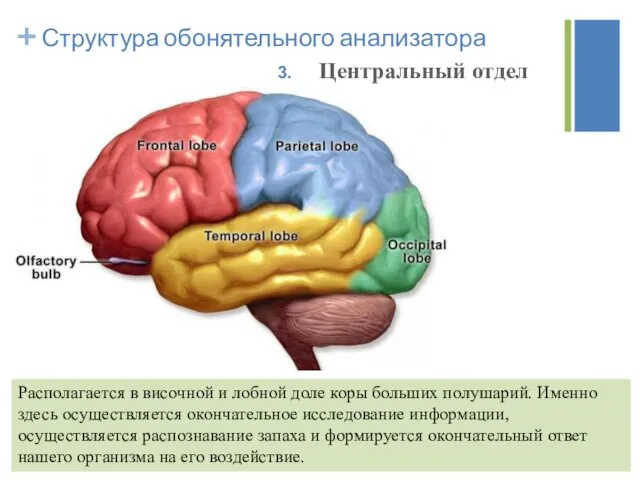 Центральный отдел Структура обонятельного анализатора Располагается в височной и лобной