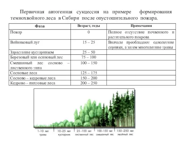 Первичная автогенная сукцессия на примере формирования темнохвойного леса в Сибири после опустошительного пожара.