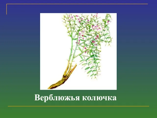 Верблюжья колючка