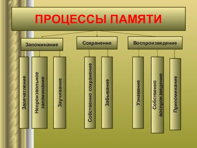 ПРОЦЕССЫ ПАМЯТИ Запоминание Сохранение Воспроизведение Запечатление Непроизвольное запоминание Заучивание Собственно сохранение Забывание Узнавание Собственно воспроизведение Припоминание