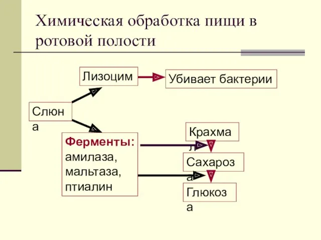 Химическая обработка пищи в ротовой полости Слюна Лизоцим Убивает бактерии Ферменты: амилаза, мальтаза,