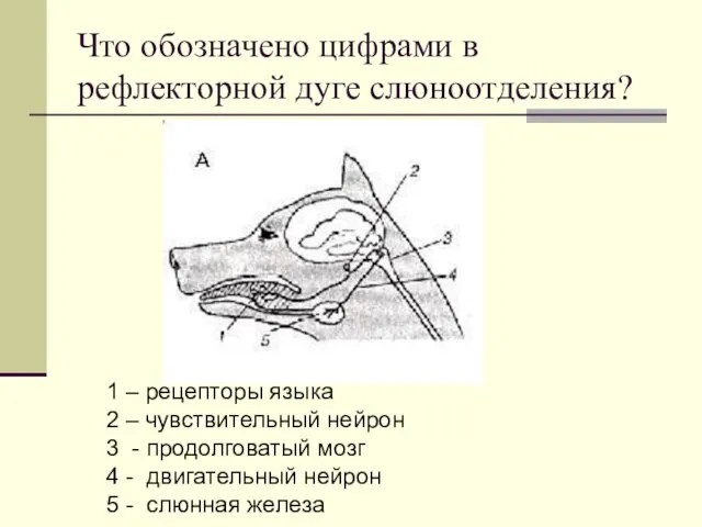 Что обозначено цифрами в рефлекторной дуге слюноотделения? 1 – рецепторы языка 2 –