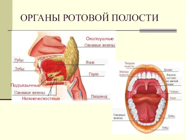 ОРГАНЫ РОТОВОЙ ПОЛОСТИ Околоушные Подъязычные Нижнечелюстные