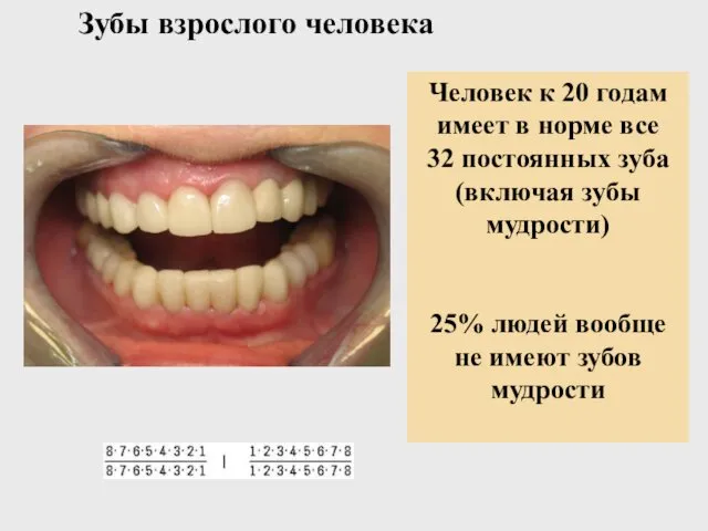 Зубы взрослого человека Человек к 20 годам имеет в норме все 32 постоянных