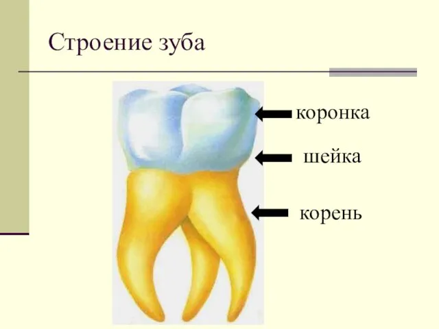Строение зуба коронка шейка корень