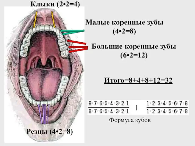 Большие коренные зубы (6•2=12) Малые коренные зубы (4•2=8) Клыки (2•2=4) Резцы (4•2=8) Итого=8+4+8+12=32 Формула зубов