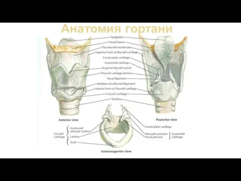 Анатомия гортани