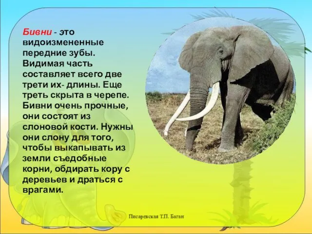 Писаревская Т.П. Баган Бивни - это видоизмененные передние зубы. Видимая