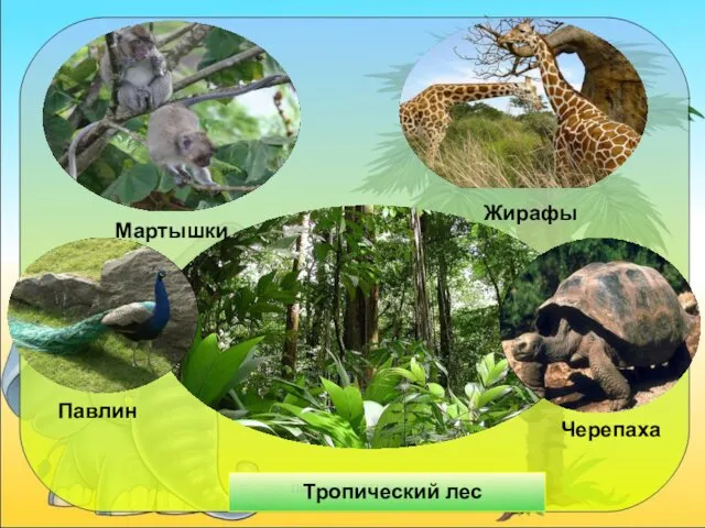 Писаревская Т.П. Баган Мартышки Жирафы Тропический лес Павлин Черепаха