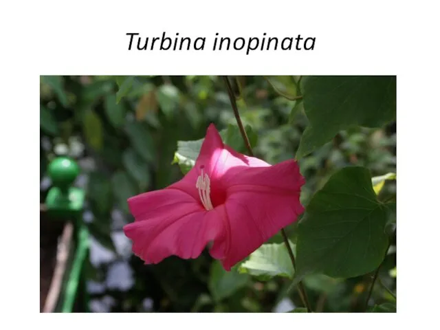 Turbina inopinata