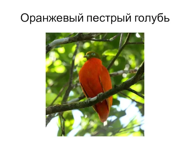 Оранжевый пестрый голубь